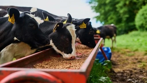 6-Animal Feed